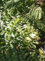 Osmonde royale (Osmunda regalis spectabilis) (Isere, 2019-10) (4)